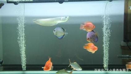 觀賞魚的養(yǎng)殖方法簡單（關于觀賞魚養(yǎng)殖的基本方法和技巧） 養(yǎng)魚的好處 第1張