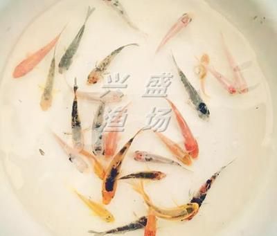 半斤草魚苗價格（半斤（約250克）的草魚苗價格是多少？）