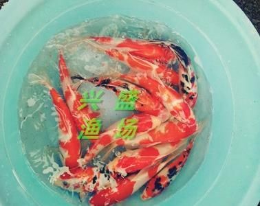 半斤草魚苗價格（半斤（約250克）的草魚苗價格是多少？） 仟湖 第3張