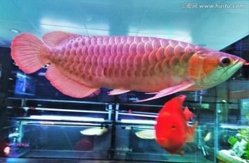 大魚(yú)觀賞魚(yú)（觀賞魚(yú)的起源與演變） 其他寵物 第2張