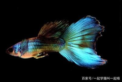 觀賞魚懷孕是什么樣子的（關(guān)于觀賞魚懷孕的一些問題） 撒旦鴨嘴魚 第1張