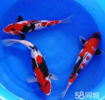 觀賞魚批發(fā)網(wǎng)站（根據(jù)搜索結(jié)果推薦的幾個觀賞魚批發(fā)網(wǎng)站）