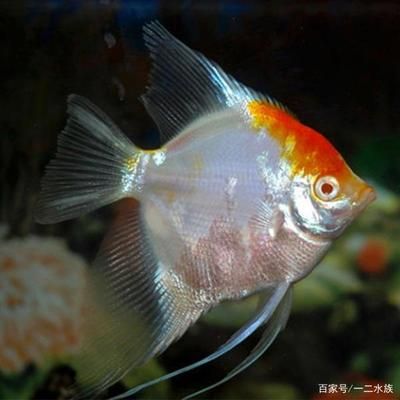 白色熱帶觀賞魚(yú)（白色熱帶觀賞魚(yú)有哪些種類(lèi)及其特性）