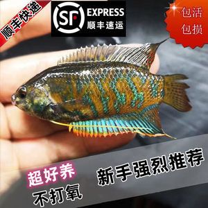 好看的觀賞魚冷水魚（冷水觀賞魚是一些常見的冷水觀賞魚，它們對你有所幫助） 委內(nèi)瑞拉奧里諾三間魚 第3張