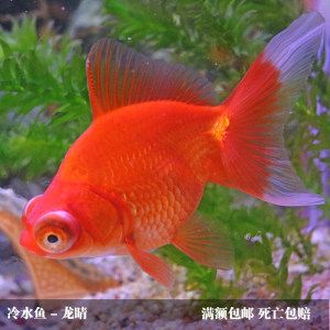 觀賞魚報價（觀賞魚價格） 羅漢魚批發(fā) 第2張