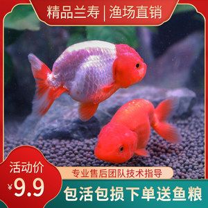 觀賞魚報價（觀賞魚價格） 羅漢魚批發(fā) 第3張