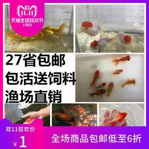 很小的觀賞魚吃什么（觀賞魚的自然食譜了解觀賞魚的自然食譜了解觀賞魚的自然食譜） 蝴蝶鯉 第2張