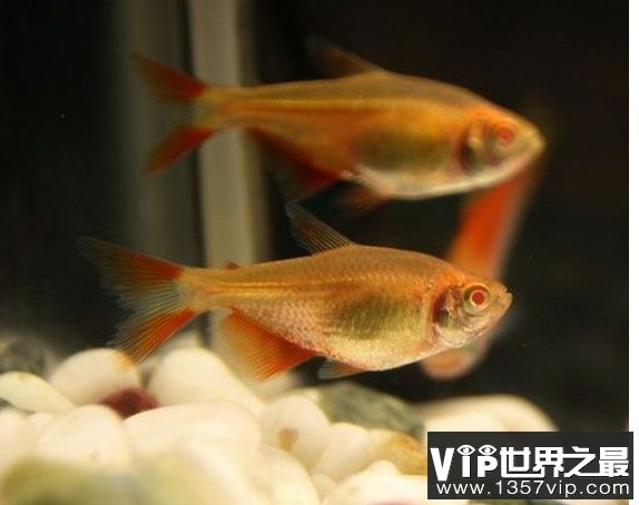 好養(yǎng)的觀賞魚冷水（冷水觀賞魚怎么養(yǎng)？） 肥料 第1張