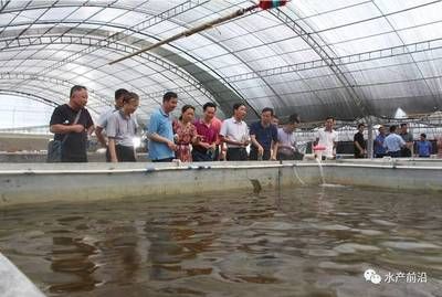 海南海水觀賞魚繁殖方法有哪些（海水觀賞魚的繁殖方式）