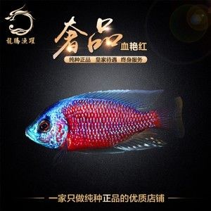 觀賞魚進(jìn)口清關(guān)公司（如何選擇一家專業(yè)的觀賞魚進(jìn)口清關(guān)公司）