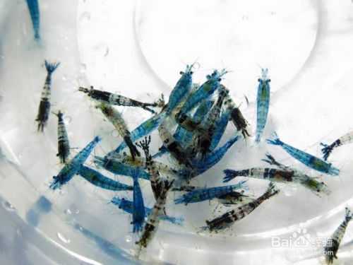 觀賞龍蝦（觀賞蝦的養(yǎng)殖技術） 觀賞魚飼料 第2張