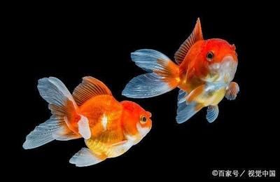 純白色的觀賞魚是什么魚類（什么是純白色觀賞魚） 稀有紅龍品種 第3張