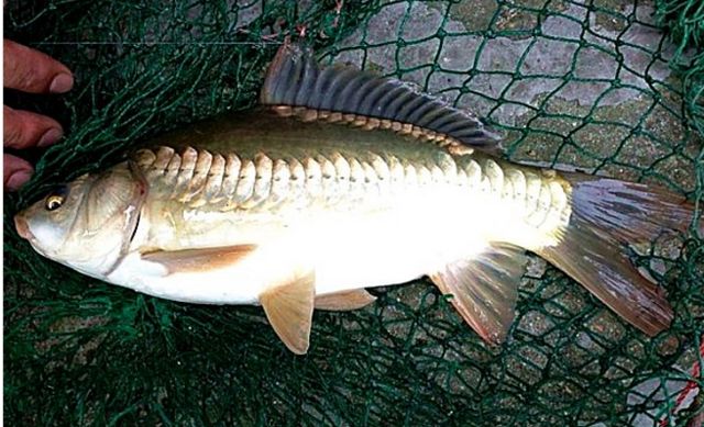 大鱗鯉魚是什么魚（大鱗脂鯉的特征和生活習(xí)性） 祥龍金禾金龍魚 第3張