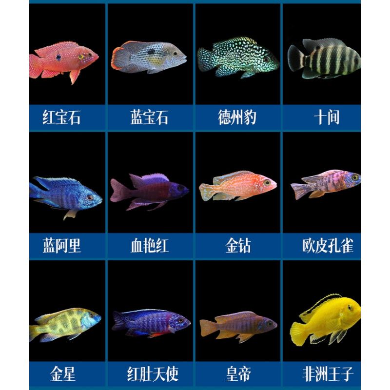 紅色的淡水觀賞魚是什么魚（十大淡水觀賞魚好看的觀賞魚好看的觀賞魚品種排行榜）