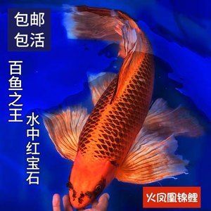 紅色的淡水觀賞魚是什么魚（十大淡水觀賞魚好看的觀賞魚好看的觀賞魚品種排行榜）