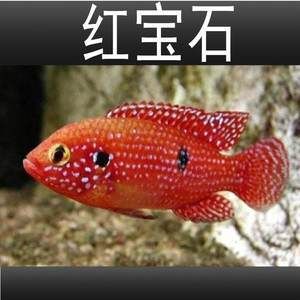 紅色的淡水觀賞魚是什么魚（十大淡水觀賞魚好看的觀賞魚好看的觀賞魚品種排行榜）