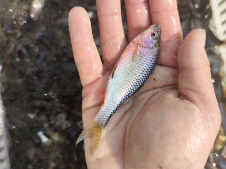 廣溫觀賞魚有哪些品種（什么是廣溫觀賞魚） 紅魔王銀版魚 第3張