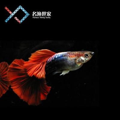 觀賞魚可以空運(yùn)嗎多少錢一只（觀賞魚可以空運(yùn)嗎？） 觀賞魚飼料 第4張