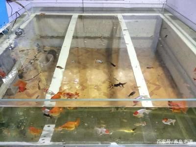 膽小的觀賞魚(yú)（膽小的觀賞魚(yú)并不意味著它們沒(méi)有出息）