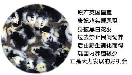 赤荔鳳冠魚的飼養(yǎng)（赤荔鳳冠魚和什么魚混養(yǎng)） 喂食器 第2張