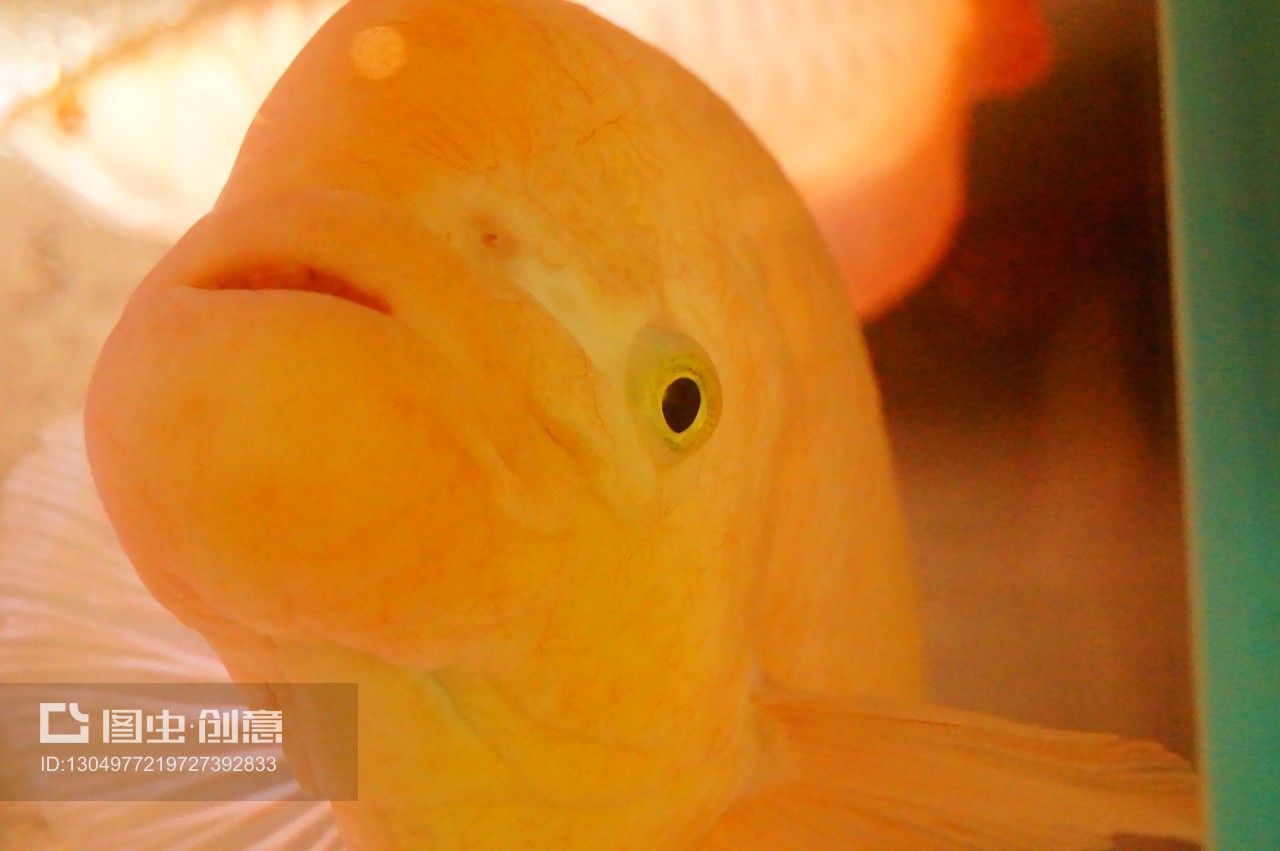 觀賞魚(yú)水族館怎么樣養(yǎng)活（如何在水族館中養(yǎng)護(hù)觀賞魚(yú)） 黃金達(dá)摩魚(yú) 第3張