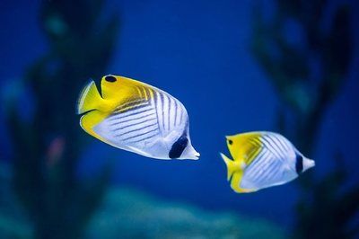 觀賞魚(yú)水族館怎么樣養(yǎng)活（如何在水族館中養(yǎng)護(hù)觀賞魚(yú)） 黃金達(dá)摩魚(yú) 第4張