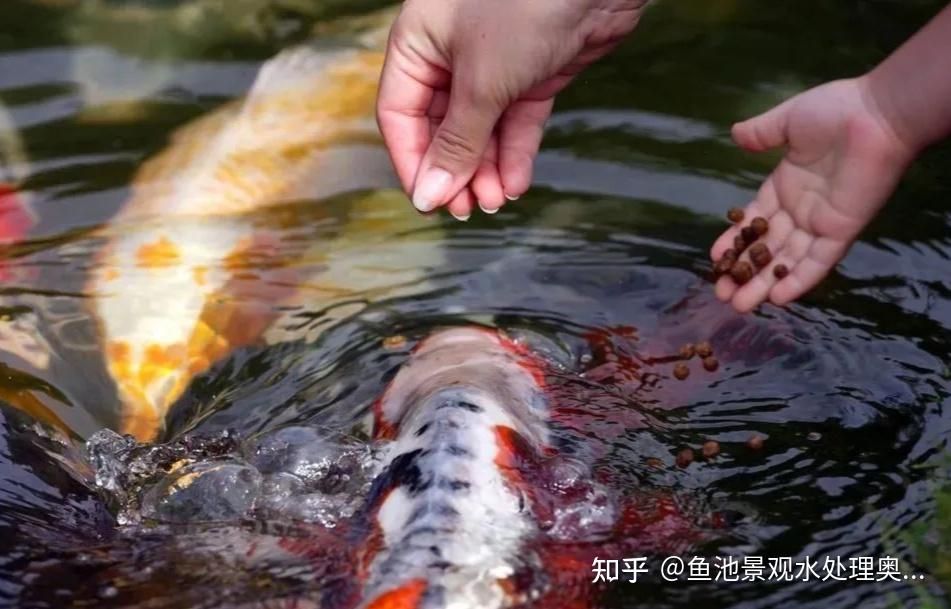 觀賞魚池養(yǎng)魚技巧視頻（上海庭院魚池設計指南庭院魚池設計指南庭院魚池設計指南） 金老虎魚 第1張