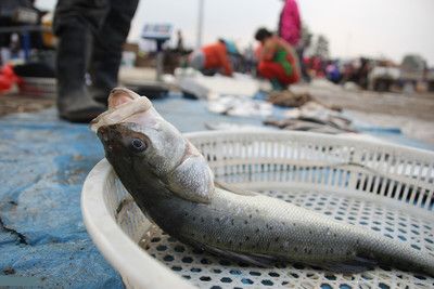 海鱸魚和淡水鱸魚的區(qū)別（海鱸魚與淡水鱸魚的區(qū)別）