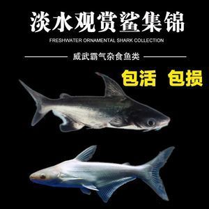 白化成吉思汗魚(yú)（白化成吉思汗魚(yú)的種類） 三間鼠魚(yú) 第4張