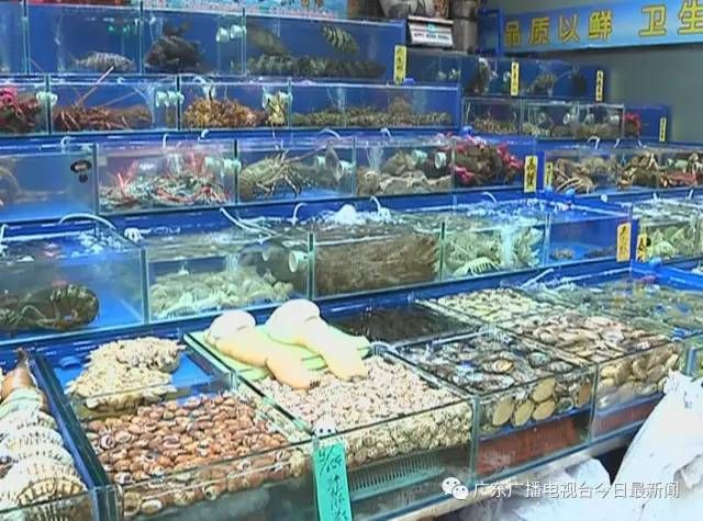 廣州觀賞魚店哪家好點（廣州水族館文化探秘） 魚缸風(fēng)水 第4張