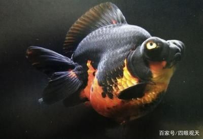 廣州觀賞魚店哪家好點（廣州水族館文化探秘） 魚缸風(fēng)水 第1張