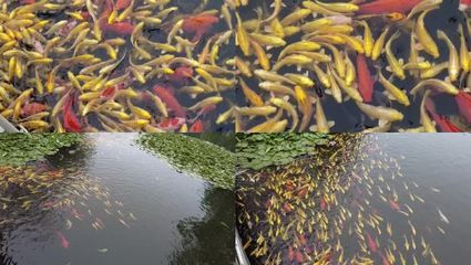 迷你鸚鵡魚膽子還是小（看紅箭和我家孔雀多活潑） 觀賞魚論壇 第4張