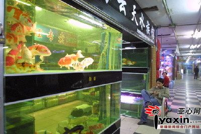 觀賞魚店面裝修效果圖（觀賞魚店面裝修效果圖和裝修風(fēng)格指南店面裝修效果圖） 帝龍漁業(yè) 第2張