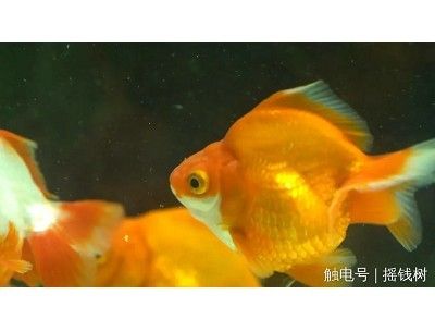 觀賞魚發(fā)展現(xiàn)狀（中國觀賞魚行業(yè)發(fā)展趨勢） 紅化白子銀龍 第3張