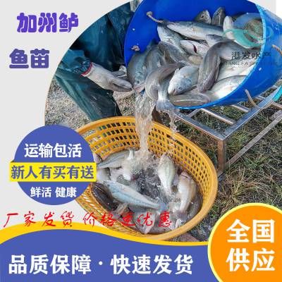 淡水魚苗批發(fā)市場（你正在尋找淡水魚苗批發(fā)市場以下是根據(jù)搜索結(jié)果找到的一些信息）