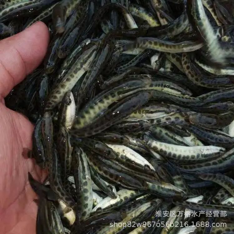 淡水魚苗批發(fā)市場（你正在尋找淡水魚苗批發(fā)市場以下是根據(jù)搜索結(jié)果找到的一些信息）