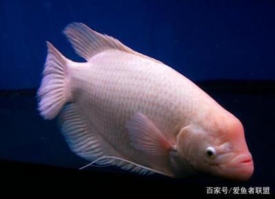 觀賞魚混養(yǎng)魚（混養(yǎng)觀賞魚的心理學(xué)原理）