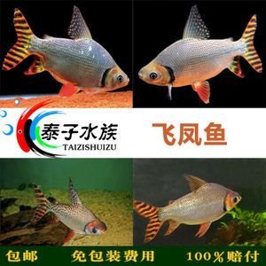 飛鳳魚價(jià)格（飛鳳魚的價(jià)格可以根據(jù)不同的品種、品相等因素有所差異） 銀古魚苗 第1張