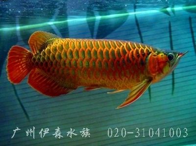 廣州金魚缸維修點（廣州金魚缸清洗消毒公司）