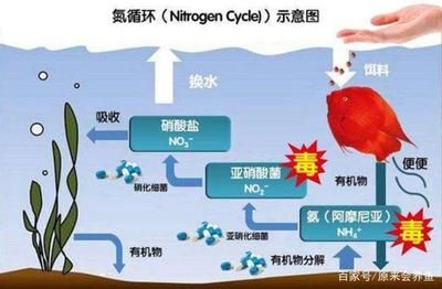 百度硝化細(xì)菌（關(guān)于硝化細(xì)菌的一些詳細(xì)信息） 沖氧泵 第1張