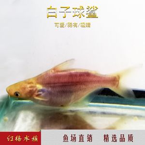 白子球鯊魚(yú)百度百科（白子球鯊是一種魚(yú)類(lèi)，以其獨(dú)特的外觀(guān)和生活習(xí)性而聞名）