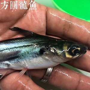 白子球鯊魚(yú)百度百科（白子球鯊是一種魚(yú)類(lèi)，以其獨(dú)特的外觀(guān)和生活習(xí)性而聞名）