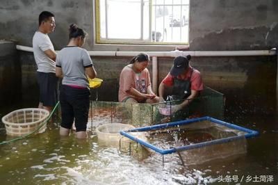 廣州觀賞魚(yú)養(yǎng)殖基地有哪些地方在建（關(guān)于廣州觀賞魚(yú)養(yǎng)殖基地在建的信息） 新加坡三巴旺 第4張