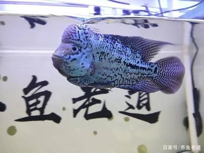 觀賞魚腸炎能自愈嗎（觀賞魚腸炎能否自愈）