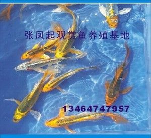 觀賞魚苗批發(fā)價格（觀賞魚養(yǎng)殖的經(jīng)濟(jì)效益探討） 觀賞魚市場 第1張