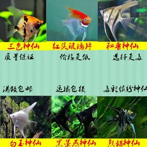 觀賞魚苗批發(fā)價格（觀賞魚養(yǎng)殖的經(jīng)濟(jì)效益探討） 觀賞魚市場 第3張