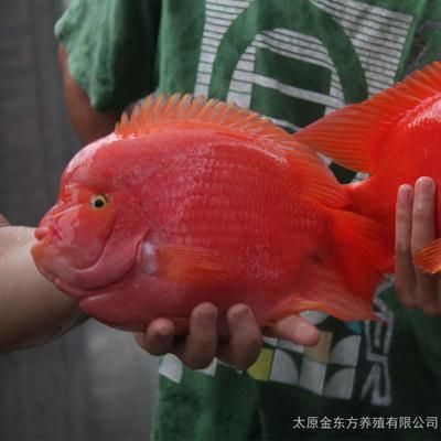 財神鸚鵡魚苗不退沙（財神鸚鵡魚苗養(yǎng)殖技巧） yee 第2張