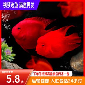 財神鸚鵡魚苗不退沙（財神鸚鵡魚苗養(yǎng)殖技巧） yee 第1張