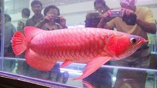 觀賞魚能從網(wǎng)上買嗎（網(wǎng)上購(gòu)買觀賞魚的養(yǎng)護(hù)技巧分享養(yǎng)護(hù)技巧分享養(yǎng)魚風(fēng)險(xiǎn)）