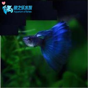 觀賞魚能從網(wǎng)上買嗎（網(wǎng)上購(gòu)買觀賞魚的養(yǎng)護(hù)技巧分享養(yǎng)護(hù)技巧分享養(yǎng)魚風(fēng)險(xiǎn)）